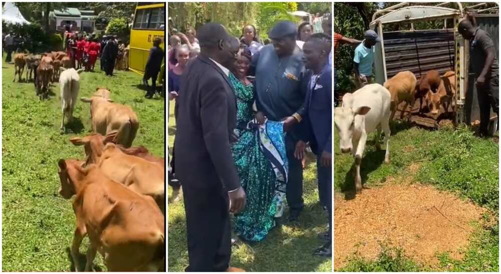 Photos of cows brought for the purpose of wedding by a groom who treated his wife like a queen.