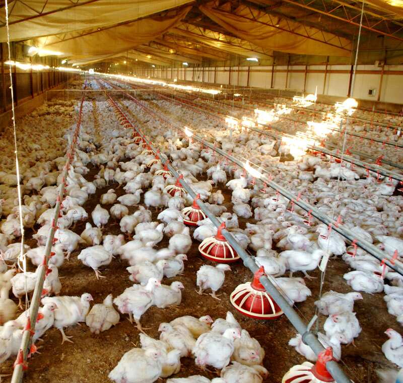 A poultry farm in Nigeria