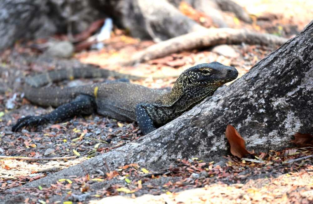 The national park is home to the Komodo dragon -- the world's largest lizard