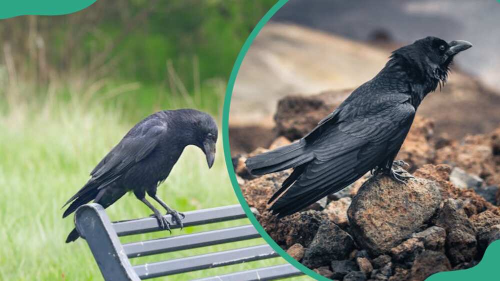 A raven on a bench (L). A crow standing on a rock (R)