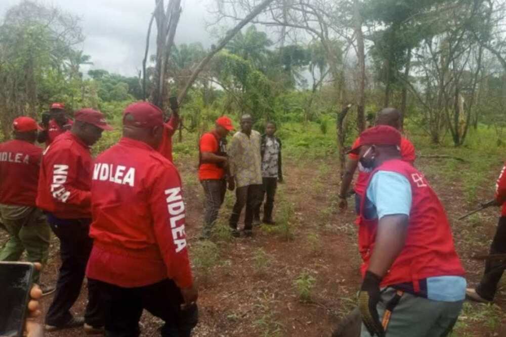 NDLEA ta lalata gonar tabar wiwi ta N1.2bn a arewa NDLEA ta lalata gonar tabar wiwi ta N1.2bn a arewa