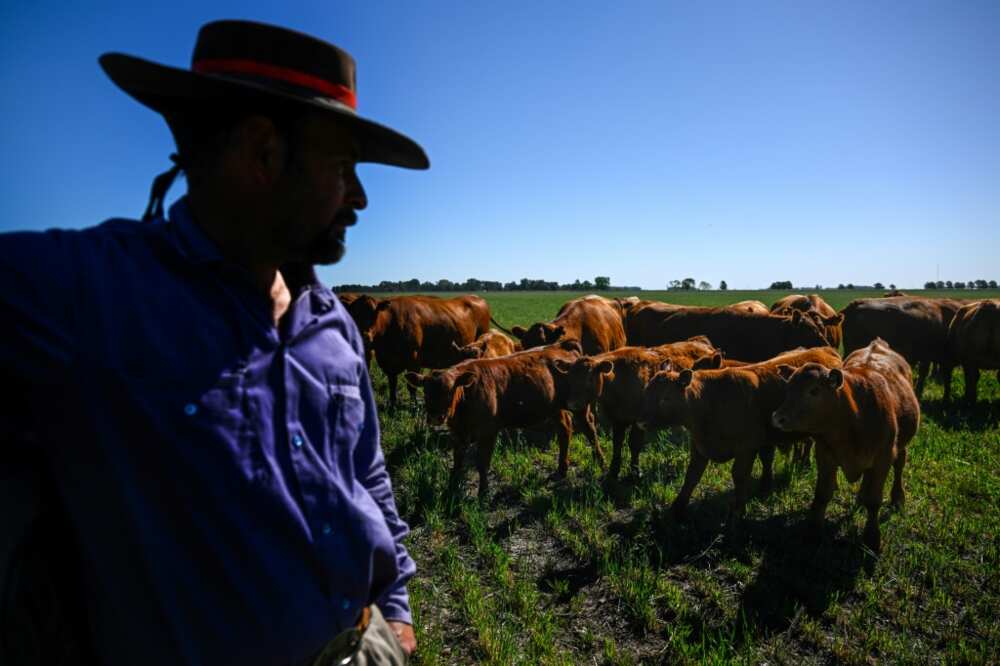 Agriculture contributes up to 25 percent of Argentina's gross domestic product