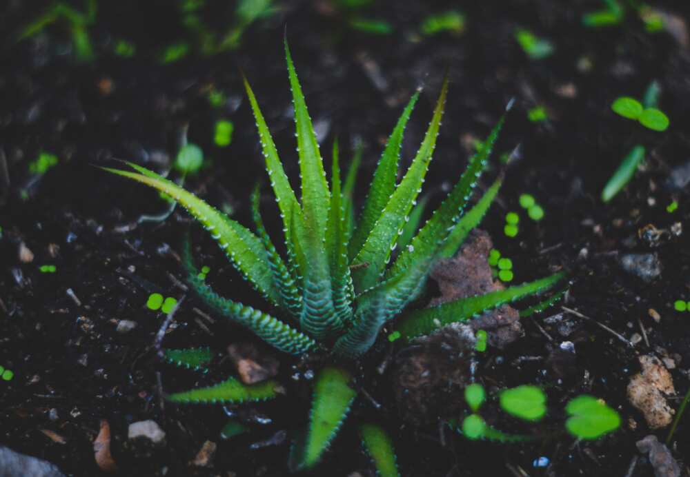 Aloe Vera