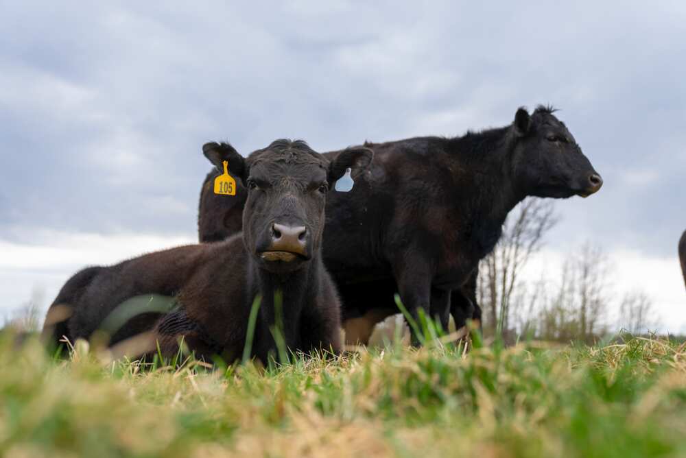 funny cow names funny cow names