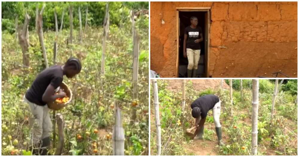 Bose Ruth Suberu, female graduate who is a farmer, relocated to the village, left office work in the city