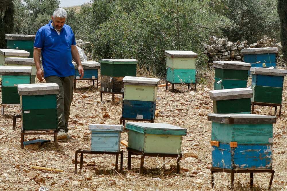 Mutasim Hammad, a retired public security directorate employee, walks past bee hives in Jordan's north