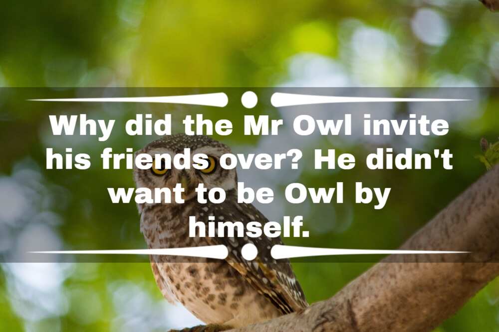 owl riddles owl riddles
