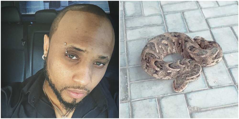 Davido's cousin B-Red splashes N500k on a big-sized pet snake