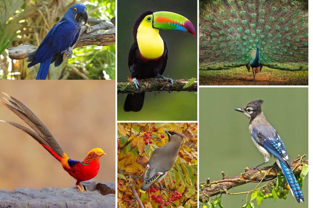 Most beautiful birds in the world: Top 10 avian works of art - Legit.ng