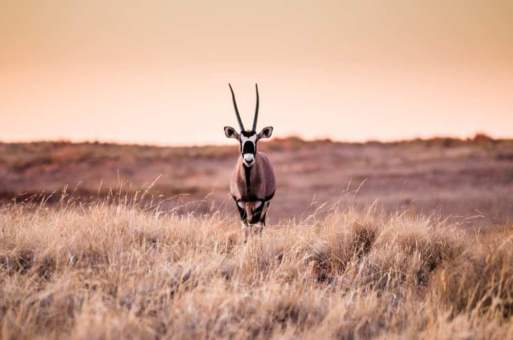 animaux du désert- oryx