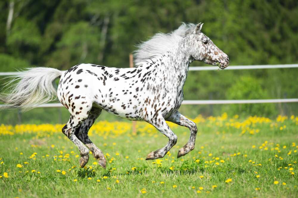L'Appaloosa, le plus cheval du monde