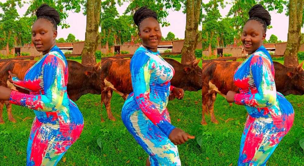 Photos of a beautiful lady dancing in front of a cow.