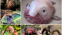 Scary animals: 20 creepy creatures from your worst nightmares