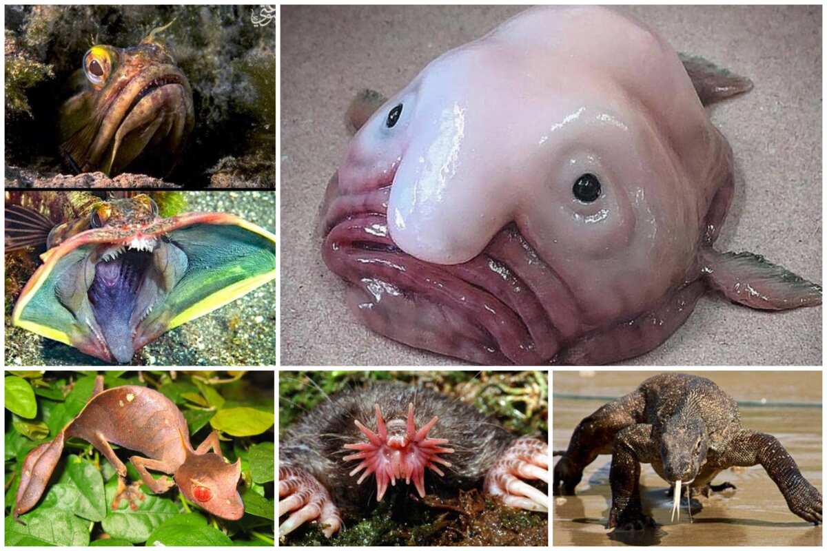 scary creatures that are real