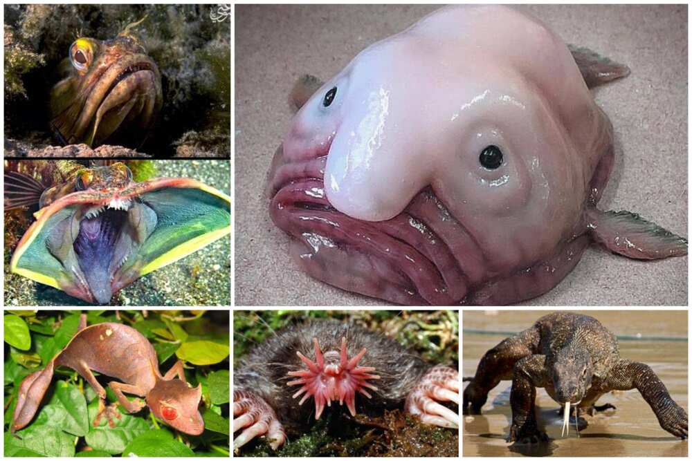 creepy looking animals