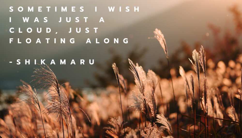 Shikamaru quotes