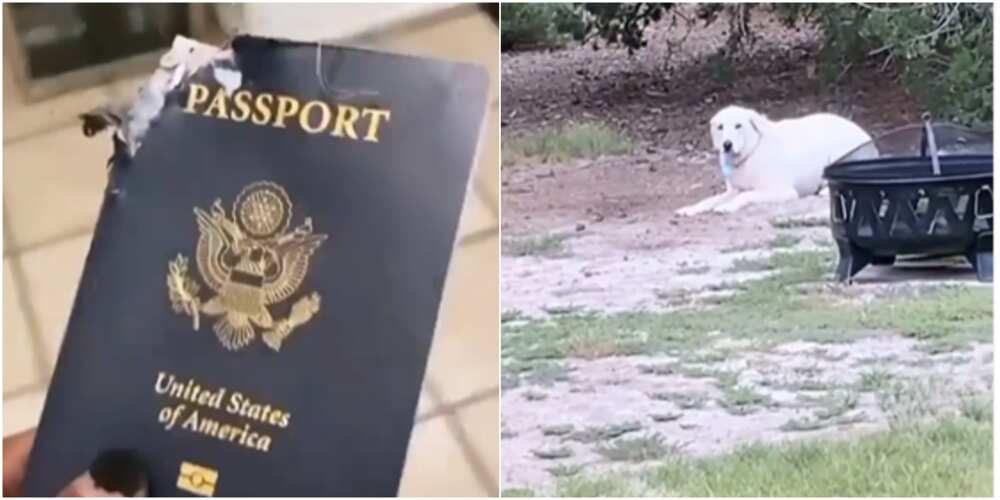 A dog ate its owner's passport