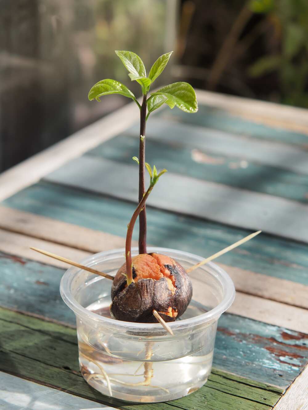 faire pousser un avocat dans l'eau