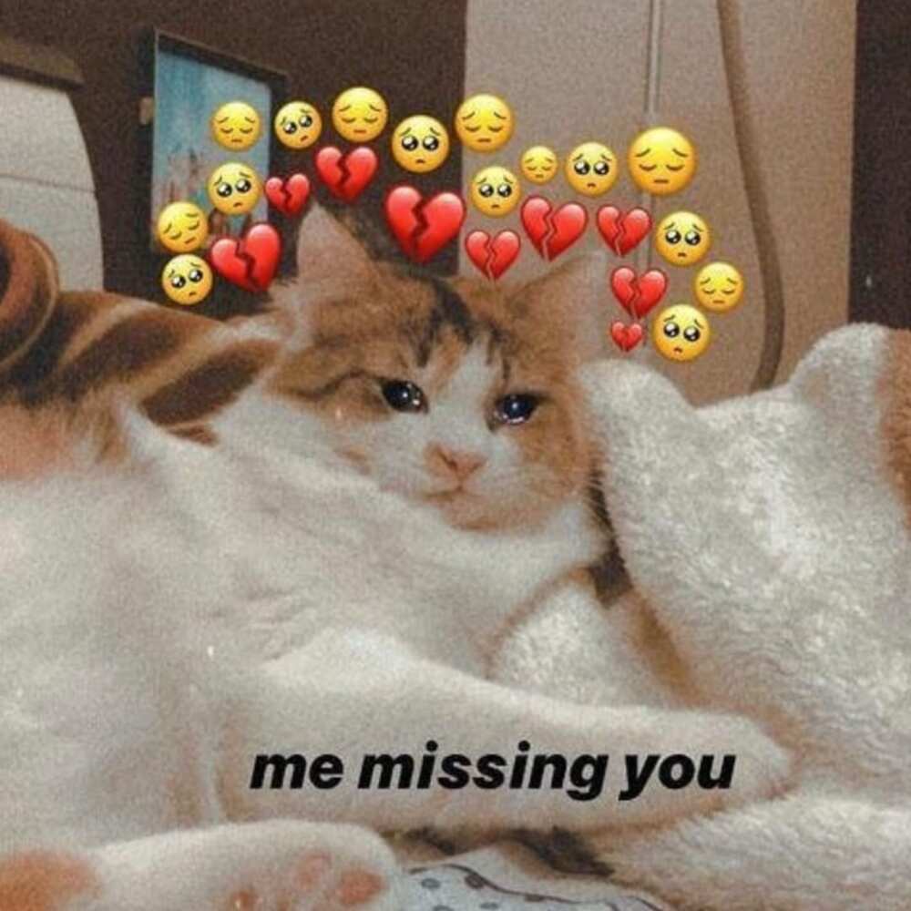 50+ miss you meme templates to send to your significant other - Legit.ng