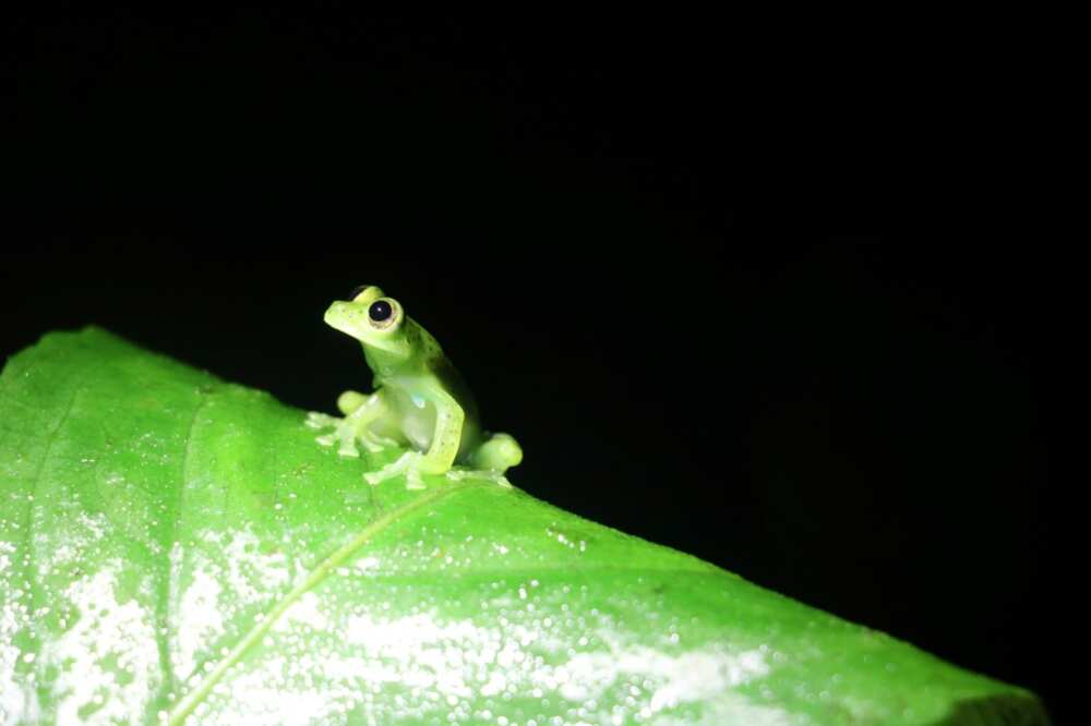 The glass frog is an increasingly sought-after pet, being trafficked and collected for their unusual  beauty