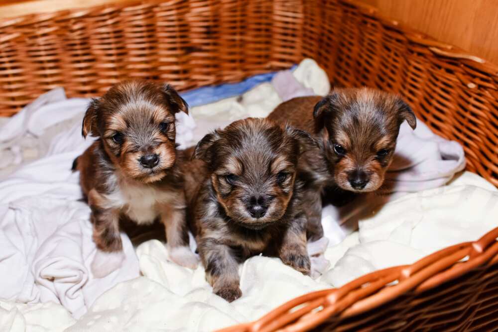 chiots dans un panier