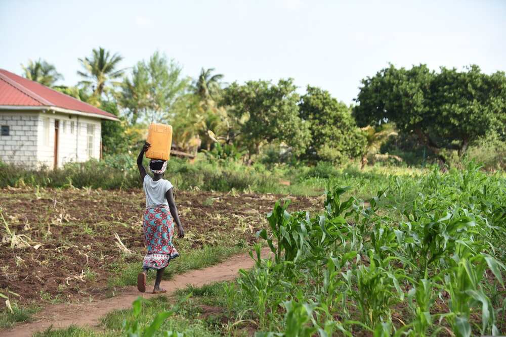 examples of land tenure systems