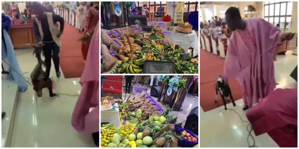 Nigerians reacts as worshippers turn church altar to market with goat and other huge food donations