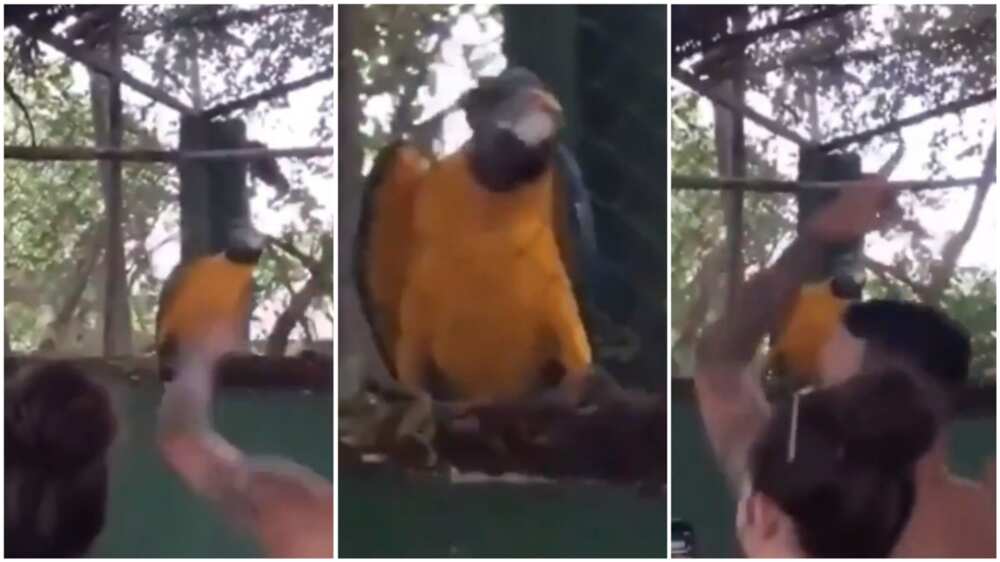 The smart parrot nods it head to the music.
Photo source: @cctv_idiot