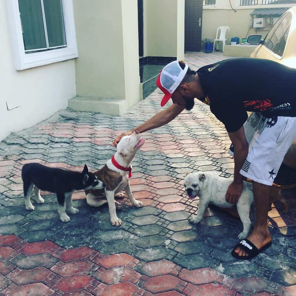 Phyno and his dogs