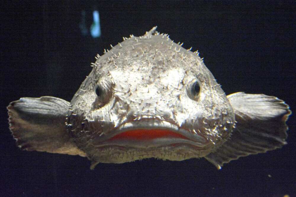 Les Poissons les plus moches du monde : attention les yeux Les Poissons les plus moches du monde : attention les yeux