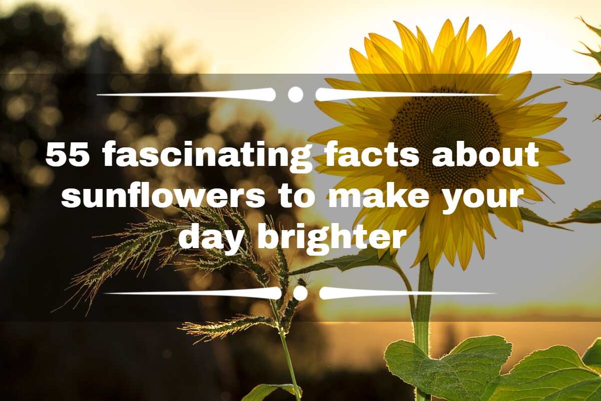 55 fascinating facts about sunflowers to make your day brighter - Legit.ng