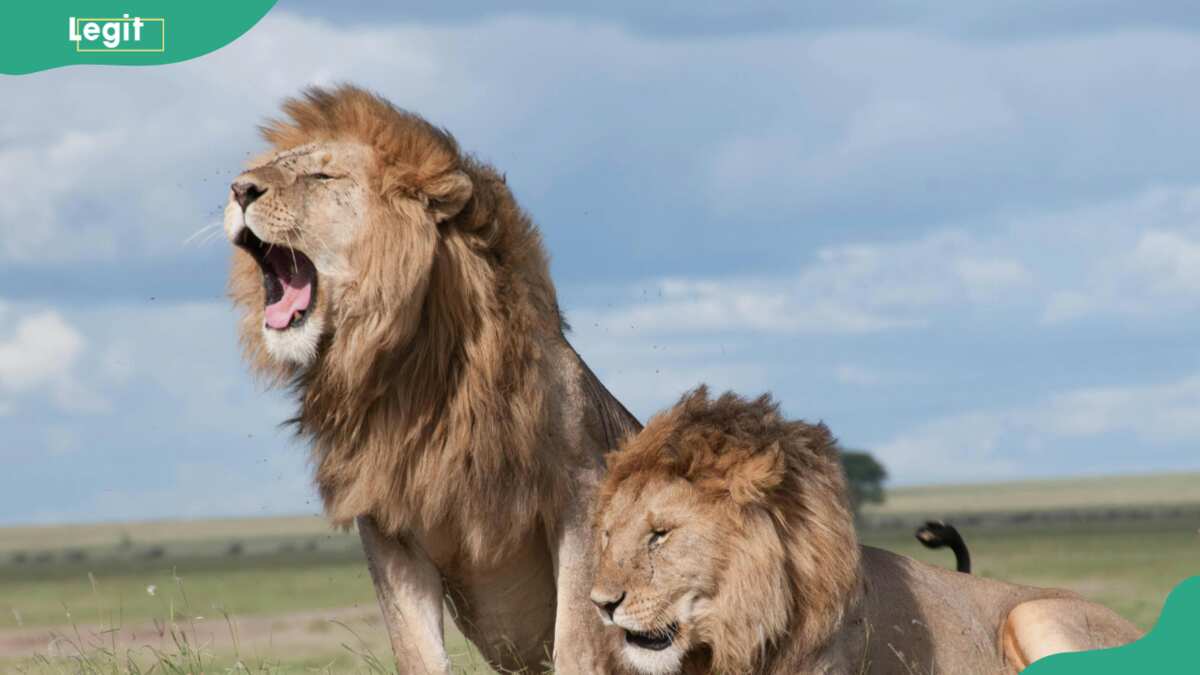20 fun facts about lions: learn more about the king of the jungle