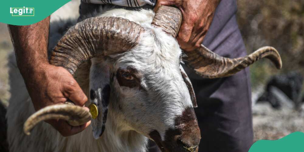  Offering ram in Sallah for sacrifice is an act of worship