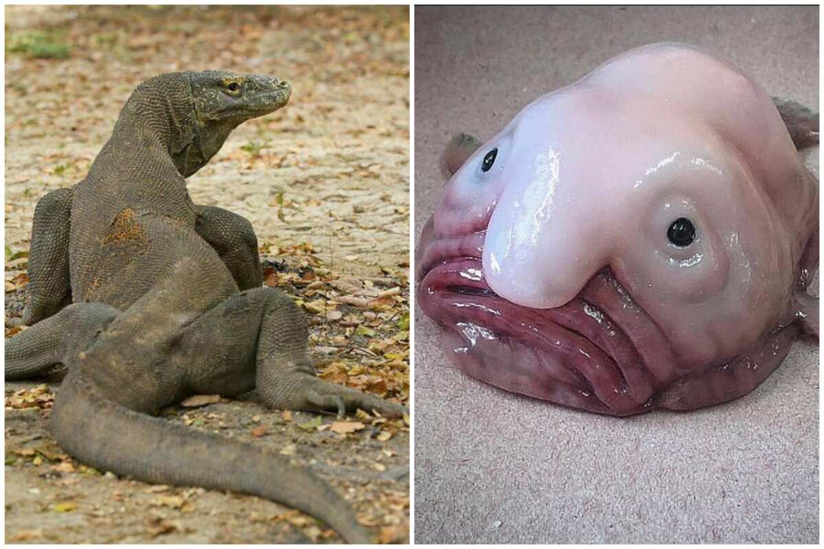 scariest looking animals