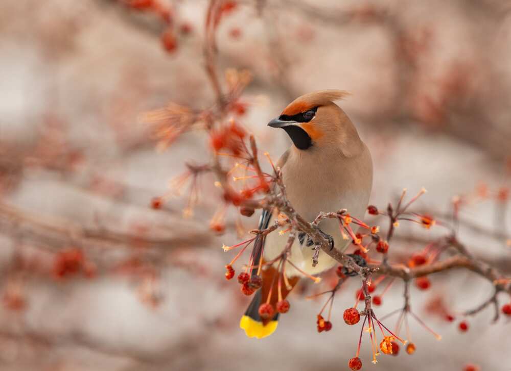 Most beautiful bird in the world