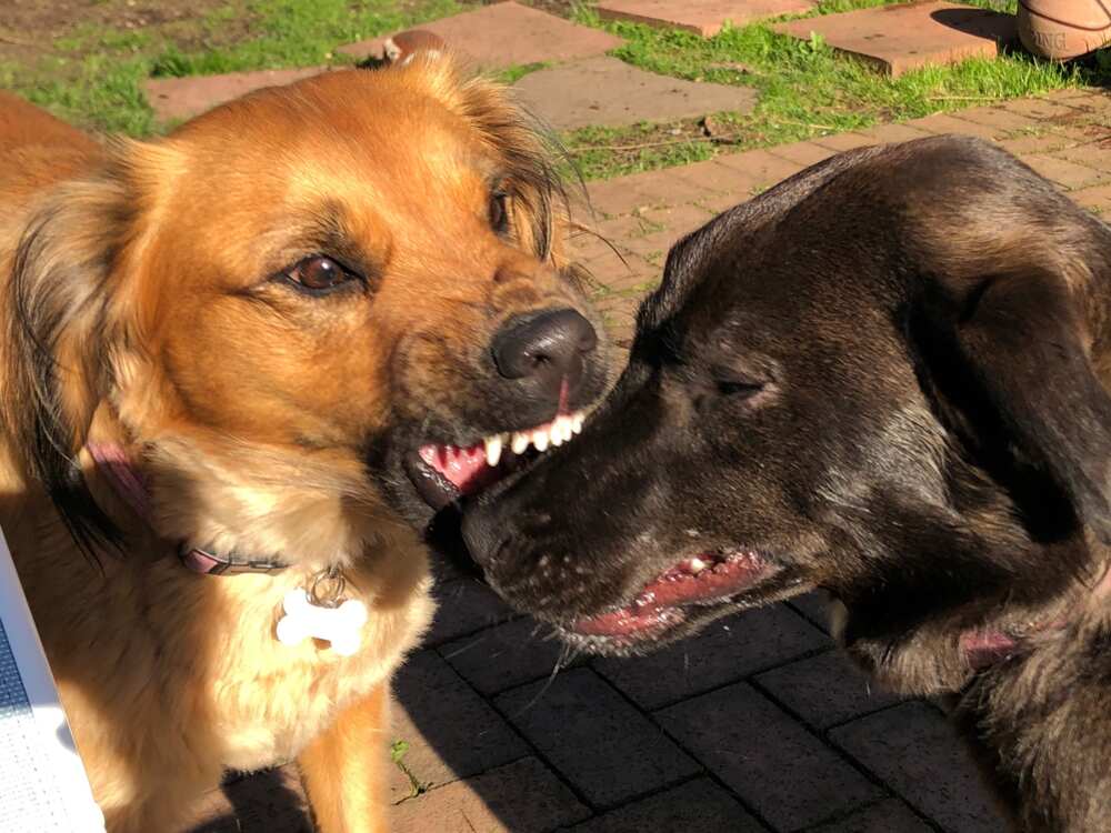 deux chiens qui jouent et montrent leurs dents