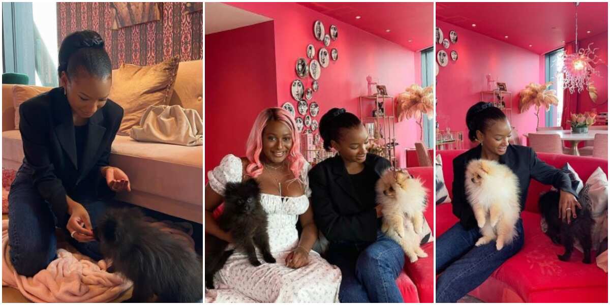 Billionaire's daughter Temi Otedola finally meet big sister DJ Cuppy's dogs, calls them her nephews