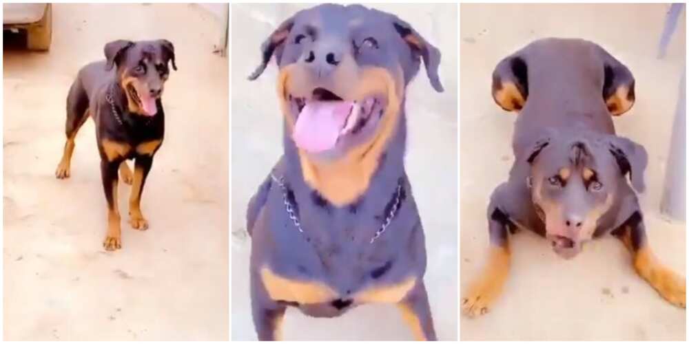 Was it Human Before: Reactions as Nigerian Man Speaks to His Dog in Yoruba, it Responds, Viral Video Wows Many