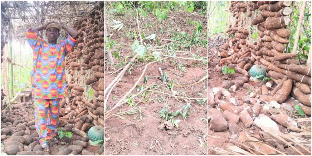 82-year-old farmer laments destruction of his crops by suspected herdsmen