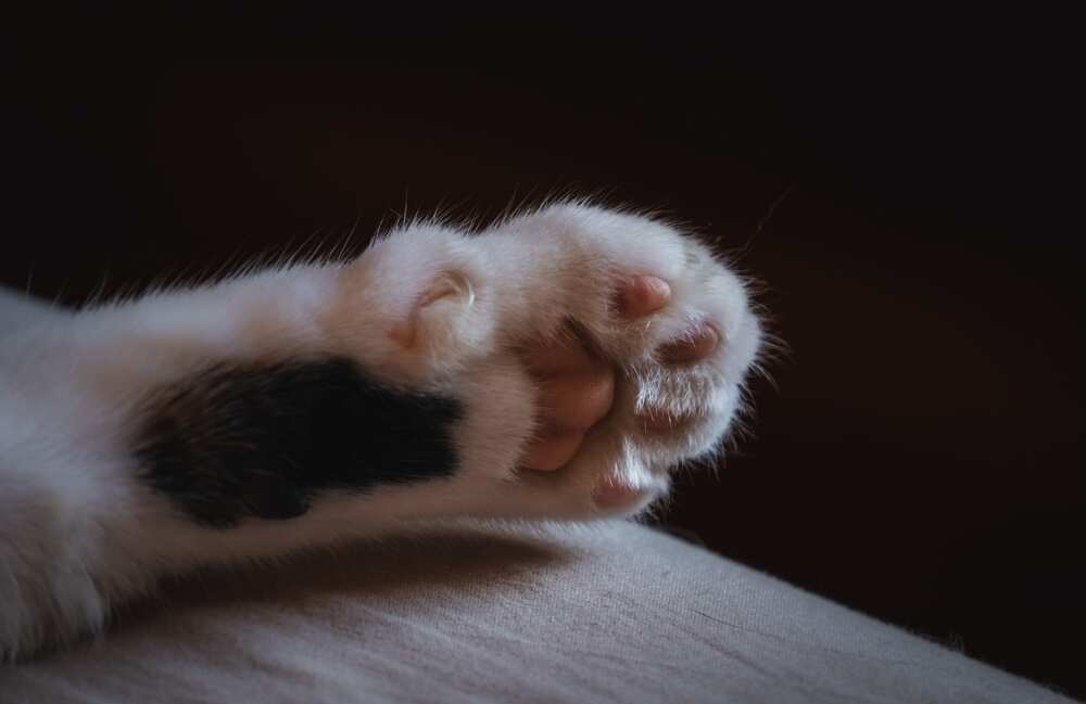 Patte de chat Patte de chat