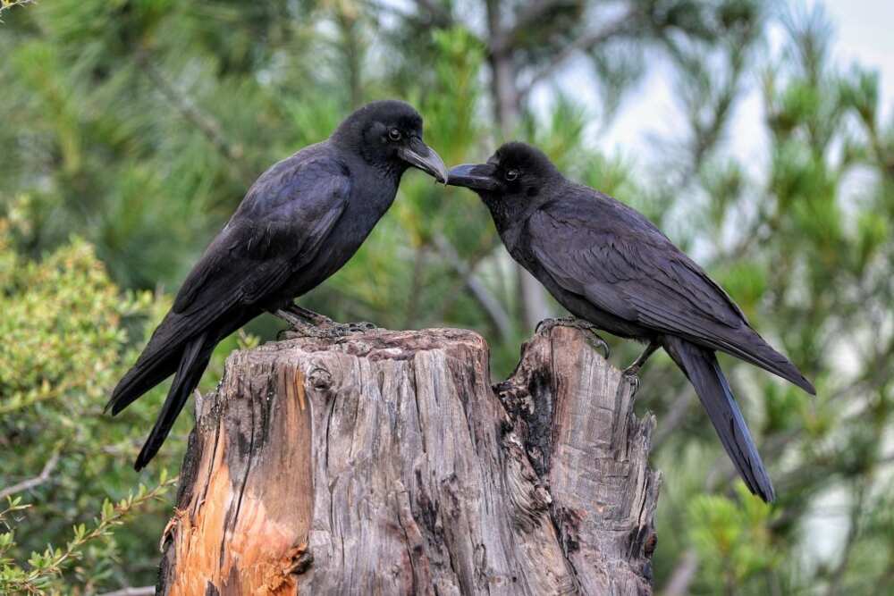 smartest bird species smartest bird species