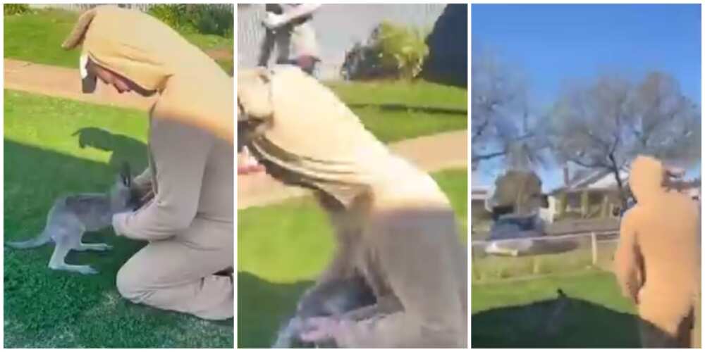 Video shows moment man deceived a Joey into entering his pouch after dressing up as a kangaroo