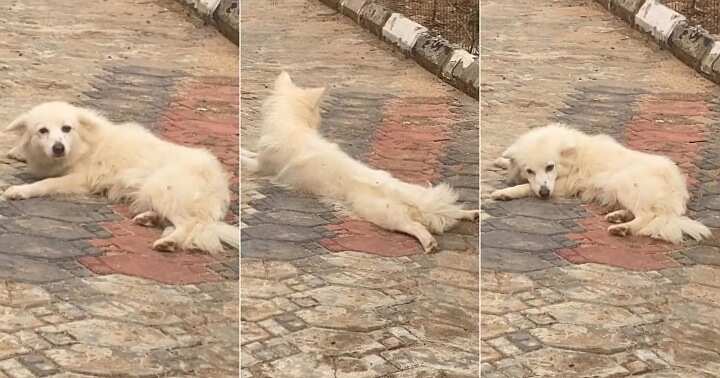 Nigerian man cautions dog to lie like a lady