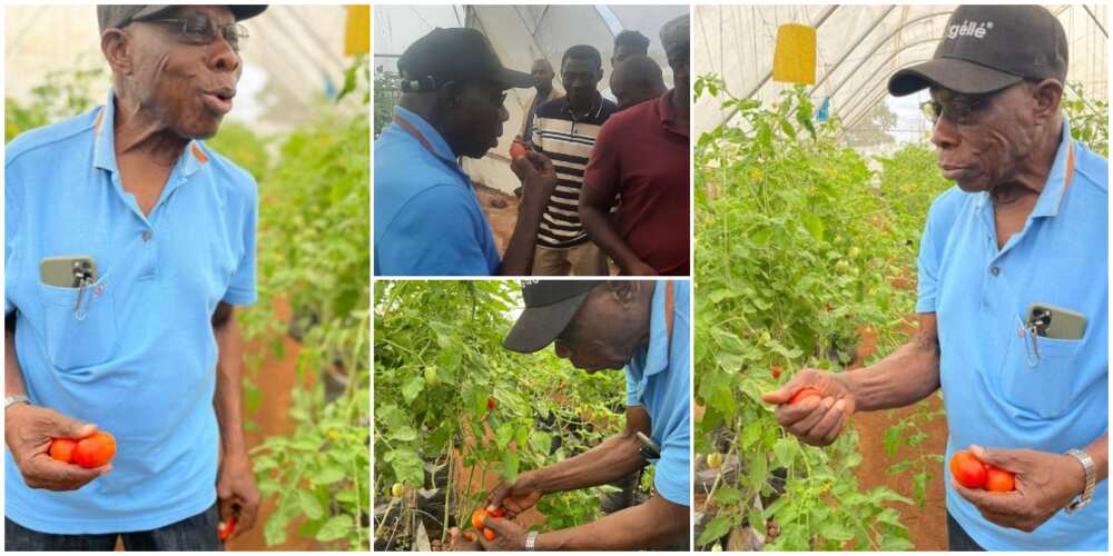 Photos emerge as ex-president visits farm of Nigerian man that grows crops in the air