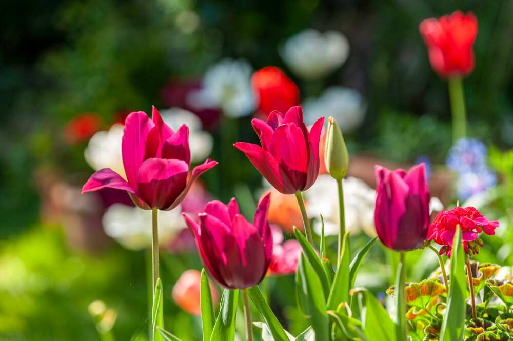 Pretty tulip merlot blooms