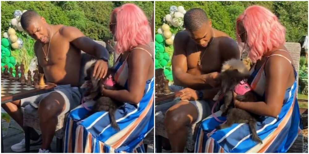 Anthony Joshua plays with Dudu and Funfun
