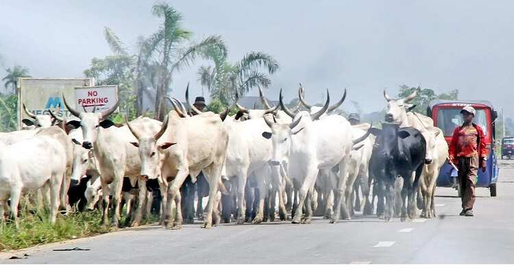 We’re relocating from Ebonyi over oppression by state govt, say herdsmen