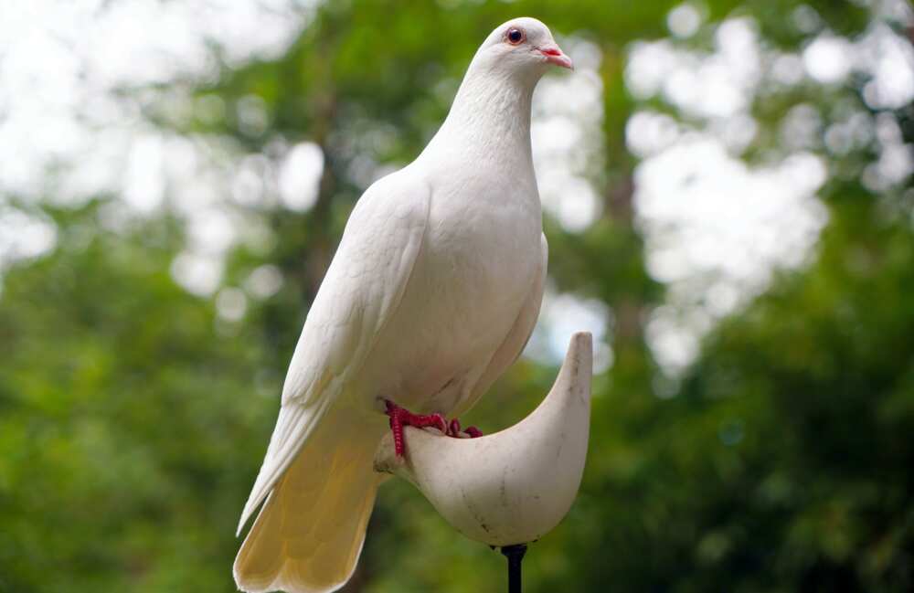 A white dove on a white bird figure stand