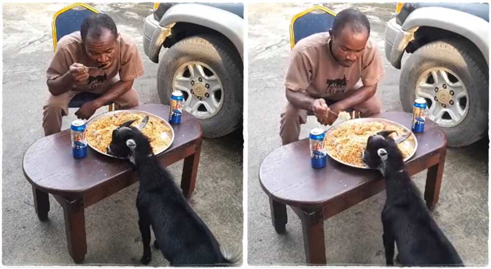 Man shares food in the same plate with his goat.