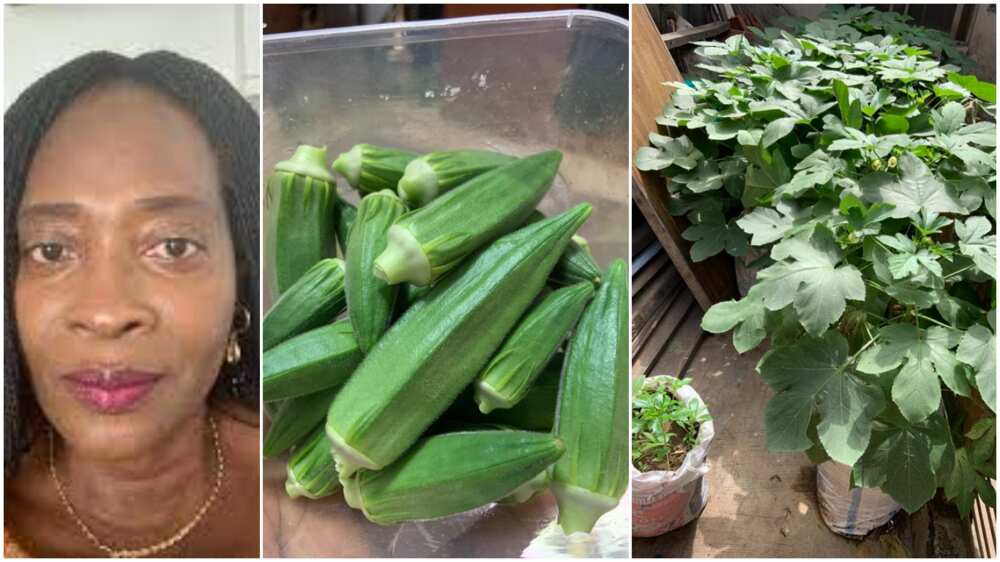 Woman Showcases Fresh Okro she Harvested from Cement Sack Farming, Says Husband will Eat Sweet Soup